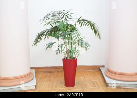 Dekorative Areca-Palme in einem roten Topf . Dekorative Areca Palme im Inneren des Raumes. Blumenbecher in Innenräumen, groß. Vasen in einer Reihe . Grün Pflanzenrot Stockfoto