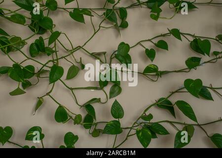 Schönes Design mit Blättern an der Wand - ein cooles Bild für Hintergründe und Hintergrundbilder Stockfoto