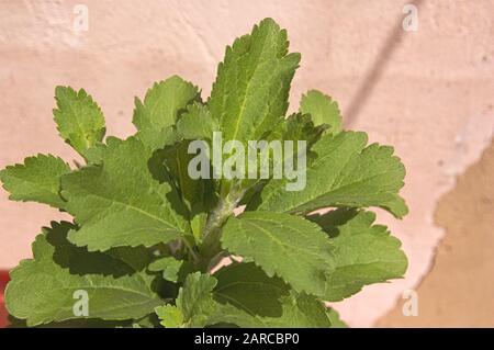 Nahaufnahme neuer Triebe und Blätter einer Stevia-Pflanze bei Sonnenlicht mit braunem, unscharfem Hintergrund Stockfoto