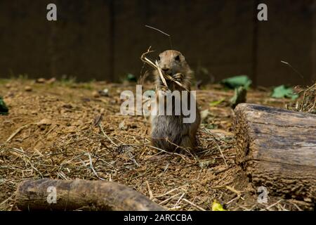Netter Gopher, der tagsüber trockenes Gras in einem Käfig isst Stockfoto