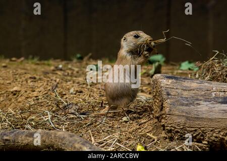 Netter Gopher, der tagsüber trockenes Gras in einem Käfig isst Stockfoto