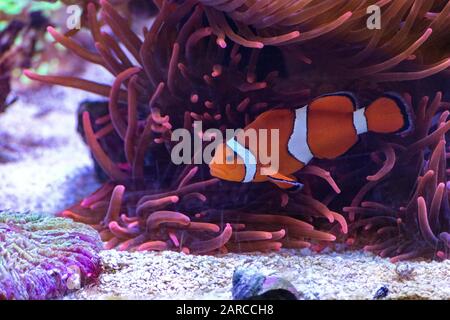 Niedliche Krone Fisch schwimmen im Meer mit einem verschwommen Hintergrund Stockfoto