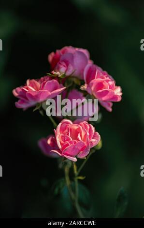 Kleine Blüten von Rosen im Garten. Tropfen Tau auf den Blüten. Kleine Blumen Rosen. Close-up, selektive konzentrieren. Stockfoto