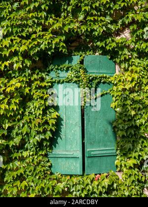 Hübsches Fenster mit Fensterläden an einem alten Gebäude in Alscae France an einer Wand, die mit Efeue bedeckt ist Stockfoto