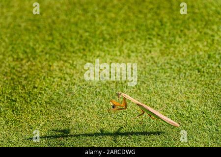 Betender Mantis, mit Kakerlake in Krallen, auf einem grasigen Feld Stockfoto