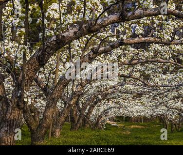 Weitwinkel Schuss der asiatischen Birne Obstgarten in vollem Umfang Blüte Stockfoto