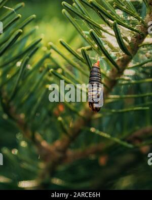 Vertikale Aufnahme der Budworm-Puppe, die an einem Ast hängt Eines Baumes in Nordamerika Stockfoto