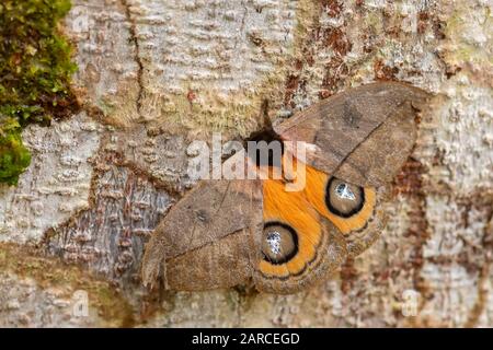 Peacock Silkmoth - Automeris amanda, große schöne Motte aus Südamerika, östlichen Andenhängen, Wild Sumaco Lodge, Ecuador. Stockfoto