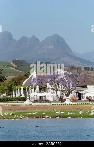 Faure, Stellenbosch, Westkappo, Südafrika. Das Gehöft des Weinguts Vergenoegd. Kapholländisches Gebäude mit einem Jacaranda-Baum Stockfoto