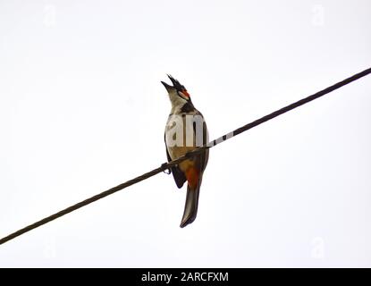 Bubul, Süßer liebenswerlicher Roter-geflüsterter bulbu-vogel oder krebter bulbu-vogel Stockfoto