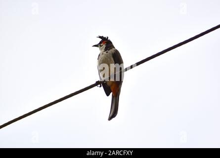 Bubul, Süßer liebenswerlicher Roter-geflüsterter bulbu-vogel oder krebter bulbu-vogel Stockfoto