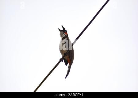 Bubul, Süßer liebenswerlicher Roter-geflüsterter bulbu-vogel oder krebter bulbu-vogel Stockfoto