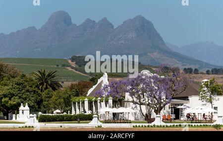 Faure, Stellenbosch, Westkappo, Südafrika. Das Gehöft des Weinguts Vergenoegd. Kapholländisches Gebäude mit einem Jacaranda-Baum Stockfoto