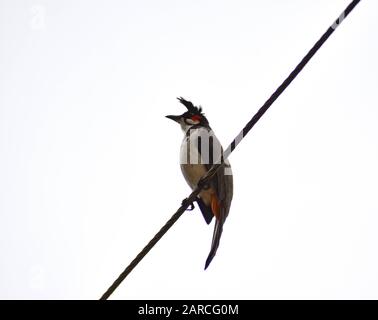 Bubul, Süßer liebenswerlicher Roter-geflüsterter bulbu-vogel oder krebter bulbu-vogel Stockfoto