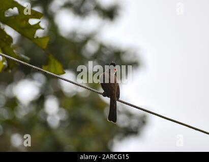 Süßer süßer, liebenswerlicher bubu-vogel oder krebter bubu-vogel Stockfoto