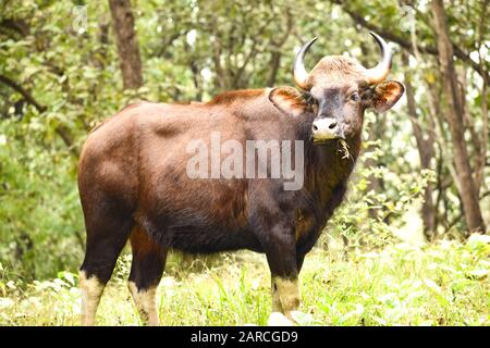 Der majestätische indische Bison, die größte Wildkuh der Welt im indischen Gaur Stockfoto