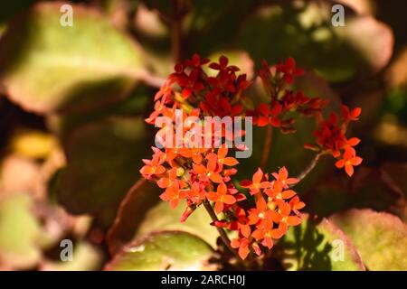 Flatternde katy, rote Herbstblätter der flammenden katy Blume Stockfoto