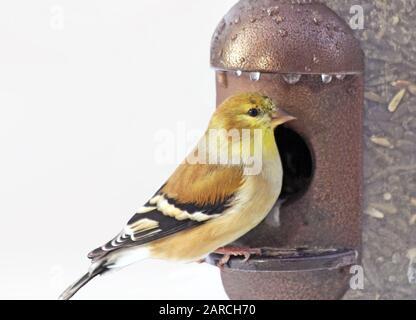 Gelbes Finch auf Samenfüllung Vogelzufuhr. Isoliert auf weißem Hintergrund Stockfoto