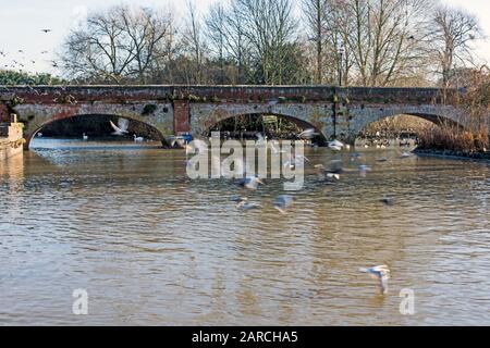 Landschaft der Tramway Bridge, die den Fluss Avon, Stratford auf Avon, Großbritannien überquert, Teil des National Cyle Path mit Möwen, die im Vordergrund fliegen. Stockfoto