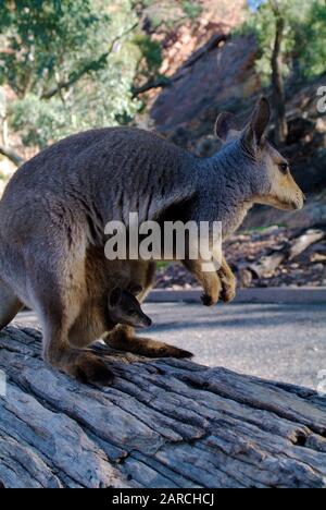 Australien, schwarze Fußfuss-Rock-Wallaby mit joey in ihrer Tasche Stockfoto