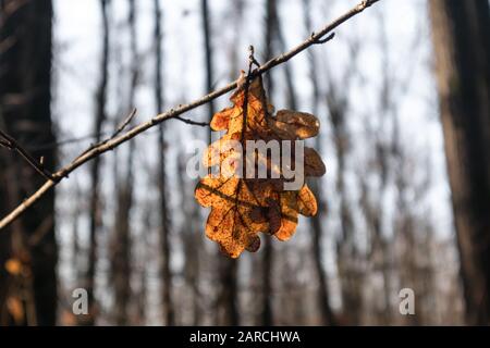 Trockenes Blatt, das an einem kleinen Ast gehänselt ist. Frühlingszeit helle Farben sonnige Tage Nahaufnahme. Stockfoto
