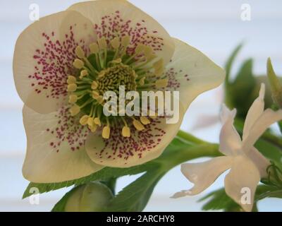 Nahaufnahme einer einzigen Form von körnigen Hellebore, die die Details ihrer gelben Staubblätter in der Mitte zeigt, die von violetten Sprenkel an weißen Kronblättern umgeben sind. Stockfoto