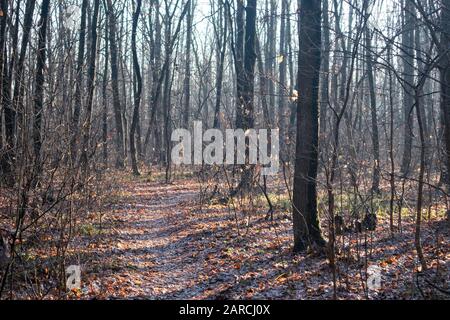 Sonniger Tag Eiche Wald Frühfrühling, Winter Endzeit. Frühlings-Licht färbt helle Sonnenlandschaft ohne Blätter. Die Saison wird geändert Stockfoto