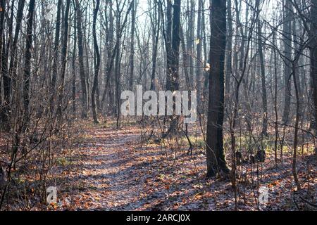 Sunny day oak tree forest early spring, winter end time. Spring time light colors bright sun landscape with trees no leaves. Changing season Stockfoto