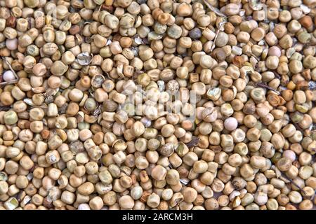 Geerntete Sojabohnen "Glycine max", South Dakota. Stockfoto