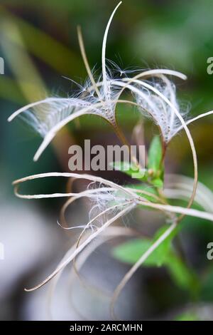 Nahaufnahme einer weißgeweißten Blume im Autum Stockfoto