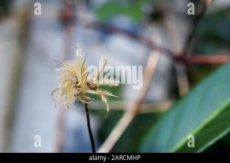 Nahaufnahme einer weißgeweißten Blume im Autum Stockfoto