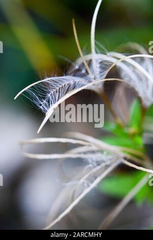 Nahaufnahme einer weißgeweißten Blume im Autum Stockfoto