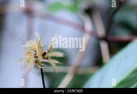 Nahaufnahme einer weißgeweißten Blume im Autum Stockfoto