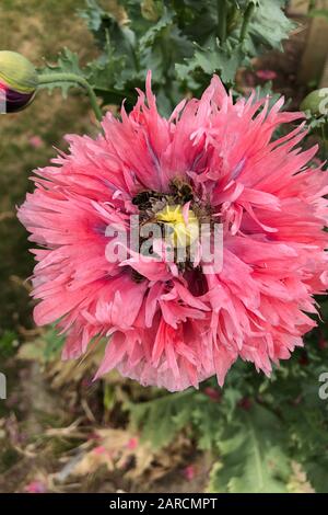 Bienen sammeln Pollen wie verrückt in einer Mohnblume. Stockfoto