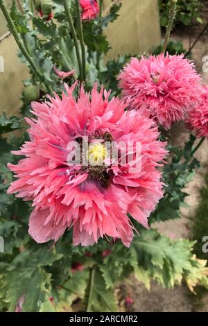 Bienen sammeln Pollen wie verrückt in einer Mohnblume. Stockfoto