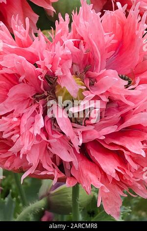 Bienen sammeln Pollen wie verrückt in einer Mohnblume. Stockfoto