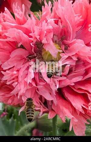 Bienen sammeln Pollen wie verrückt in einer Mohnblume. Stockfoto