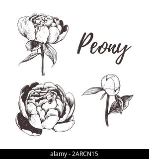 Peonyvektorillustration. Ponys Handzeichnung. Stock Vektor