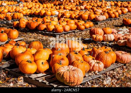 Herbstverkauf von Pumkin. Stockfoto