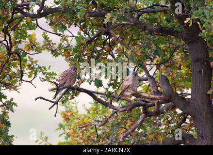 Kestrels, Falco tinunculus, männlich und weiblich ruhen in Eiche. Elmley Marshes, Insel Sheppey, Kent, Großbritannien. Stockfoto