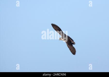 Peregrine, Falco Peregrinus, ein Erwachsener im Flug. Januar Eingenommen. Titchwell, Norfolk, Großbritannien. Stockfoto