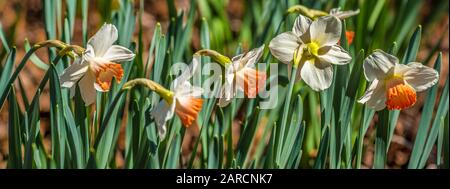 Eine Nahaufnahme weißer Narzissen mit orangefarbenen Zentren, die an einem sonnigen Frühlingstag in den Waldgebieten blühen Stockfoto