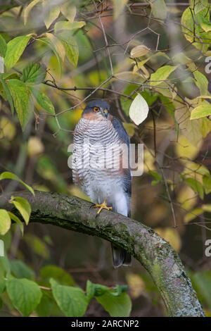 Sparrowhawk, Accipiter Nisus, ein ausgewachsenes Männchen, das im Baum thront. Lea Valley, Essex, Großbritannien. Stockfoto