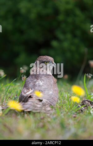 Sparrowhawk, Accipiter nisus, Porträt eines jungen Weibchens, das auf Gras ruht. Lea Valley, Essex, Großbritannien. Stockfoto