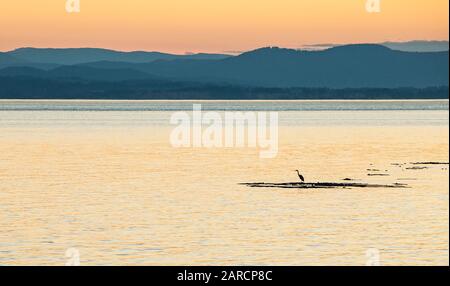 Ein Großer blauer Heron auf einem Keltenbett in der Haro Strait abseits des County Park, San Juan Island, Washington, USA. Stockfoto