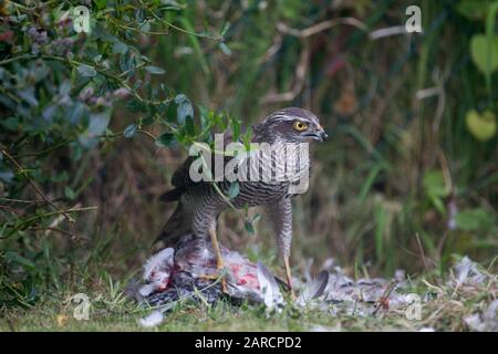 Sparrowhawk, Accipiter Nisus, alleinstehende Erwachsene Frau am Boden mit frisch getöteter Feral Pigeon. Nehmen Sie Lea Valley, Essex, Großbritannien. Stockfoto