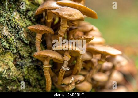 Pilze in den Dünen des Amsterdamer Wasserversorgungsgebietes / Paddestoelen in de Amsterdamse Waterleiding Duinen (AWD) Stockfoto