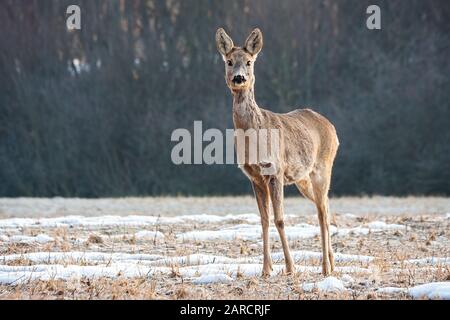 Niedliche Rehe, die auf einer Wiese stehen und mit der Kamera mit Kopffarbe zugewandt sind Stockfoto