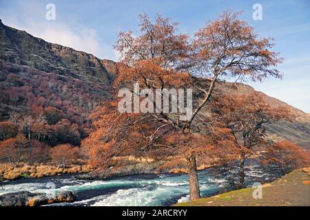 Mitten im Winter wachsen entlang der Ufer des Lower Deschutes River im Zentrum von Oregon einige Meilen von dem winzigen Dorf Maupin, Oregon. Stockfoto