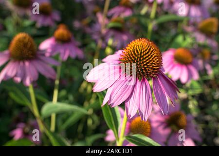 Violette Kegelblumen, Echinacea purpurea, in einem von der Sonne beleuchteten Blumenbeet Stockfoto